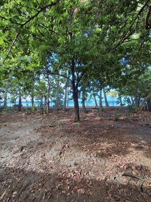 Una playa con árboles y una zona arenosa.