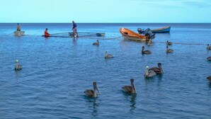 A calm sea with several boats and people fishing. - Beachfront Bungalow: Pelican (Le Carbet)