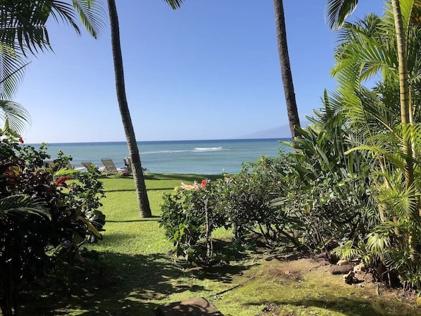 Property grounds - Walk out to a secluded beach, sea turtles and Maui sunsets - Oceanfront condo (Lahaina)