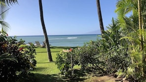 A tropical beach setting with palm trees, a grassy area, and lounge chairs facing the ocean. - Walk out to a secluded beach, sea turtles and Maui sunsets - Oceanfront condo (Lahaina)