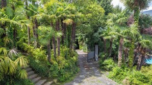 Un sendero rodeado de exuberante vegetación y palmeras.