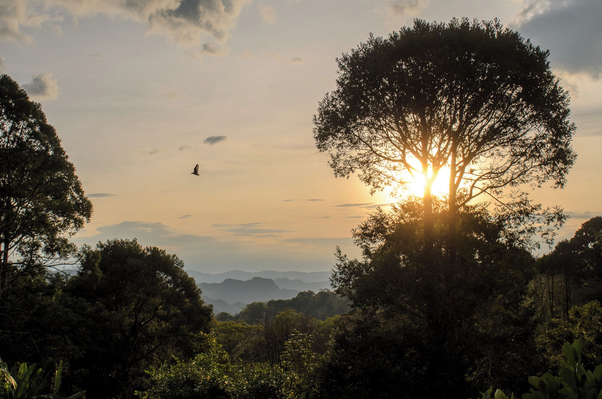 Un paisaje con un árbol grande al frente, un pájaro volando y el sol poniéndose en el fondo.