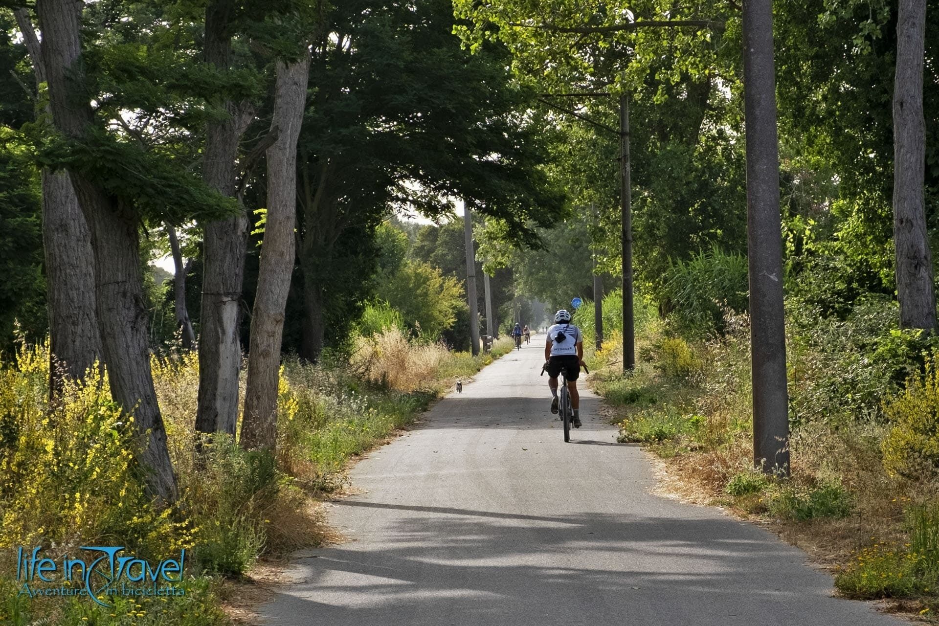 A paved path flanked by trees, suitable for cycling or walking.