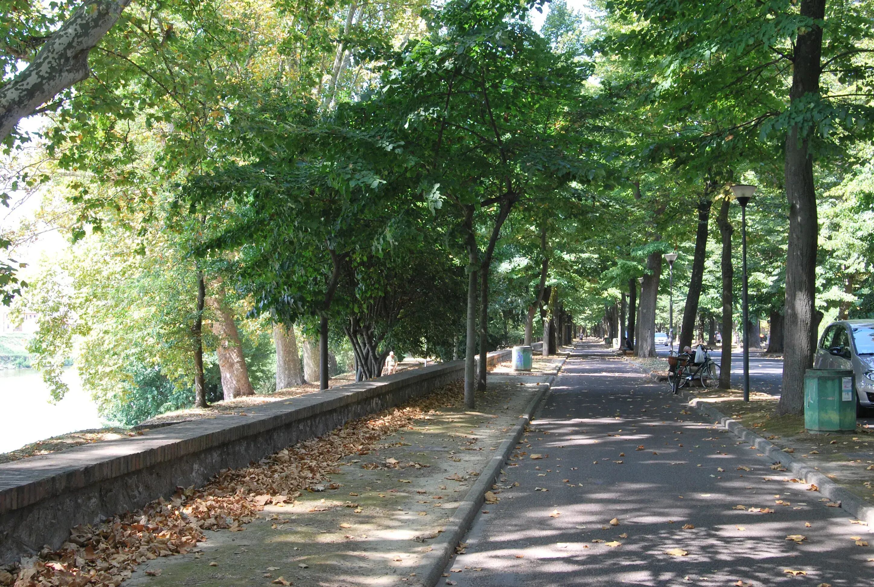 A tree-lined pathway with a stone wall on one side and a sidewalk on the other.