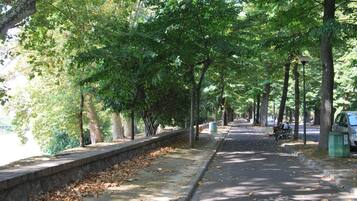 A tree-lined pathway with a stone wall on one side and a sidewalk on the other.