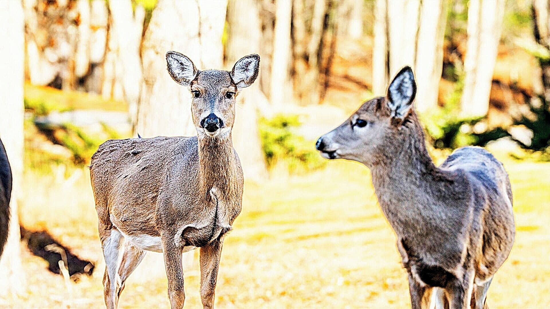 Two deer in a forested area with trees and grass.