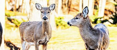 Two deer in a forested area with trees and grass.