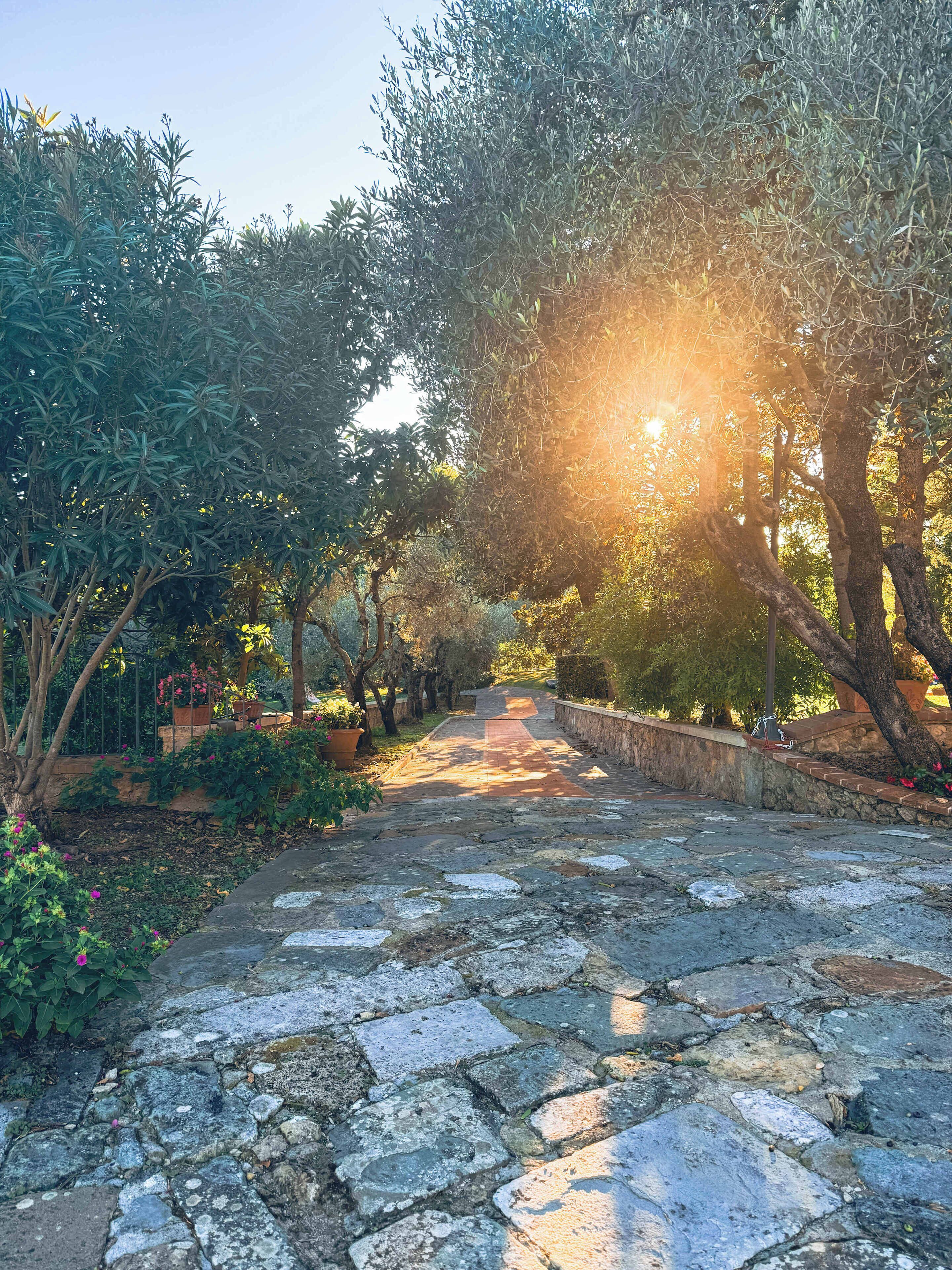 A stone pathway leading through a garden with trees and potted plants.