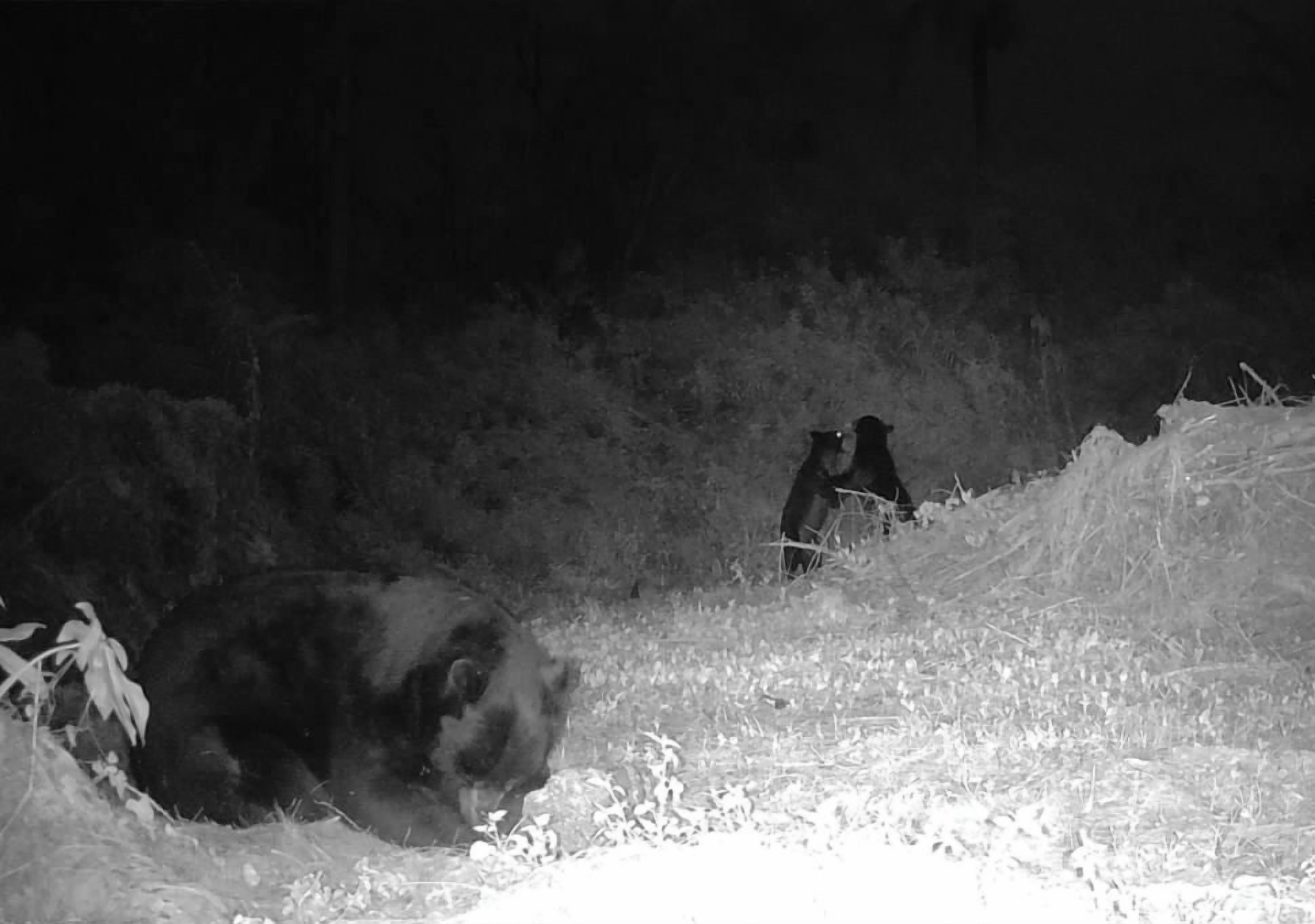 A nighttime scene with two bears in a snowy area, surrounded by dense vegetation.