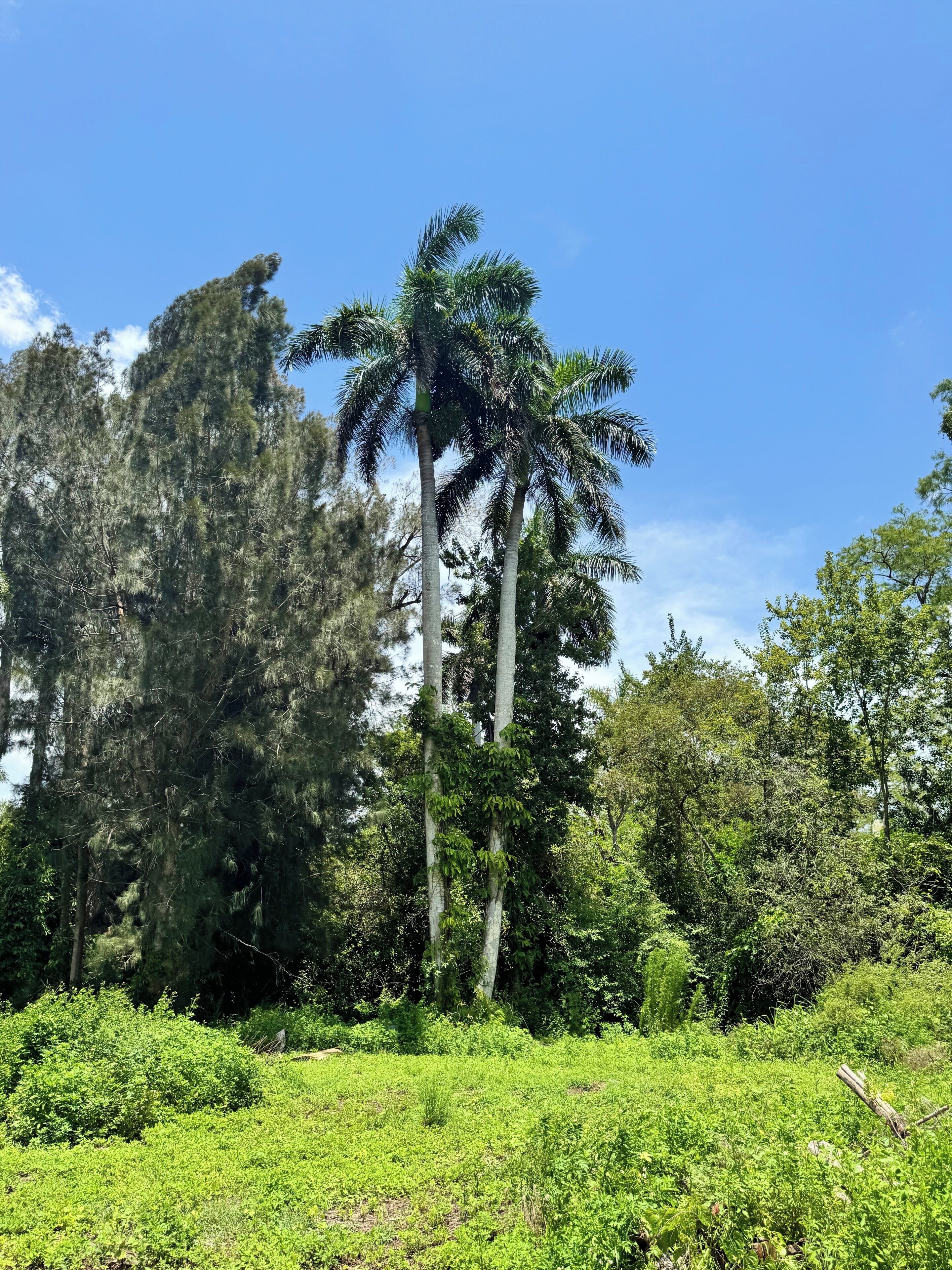 A natural landscape with tall trees and dense greenery.