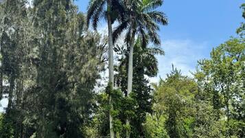 A natural landscape with tall trees and dense greenery.