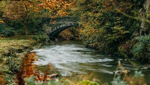 Un puente de piedra sobre un río caudaloso rodeado de vegetación densa.