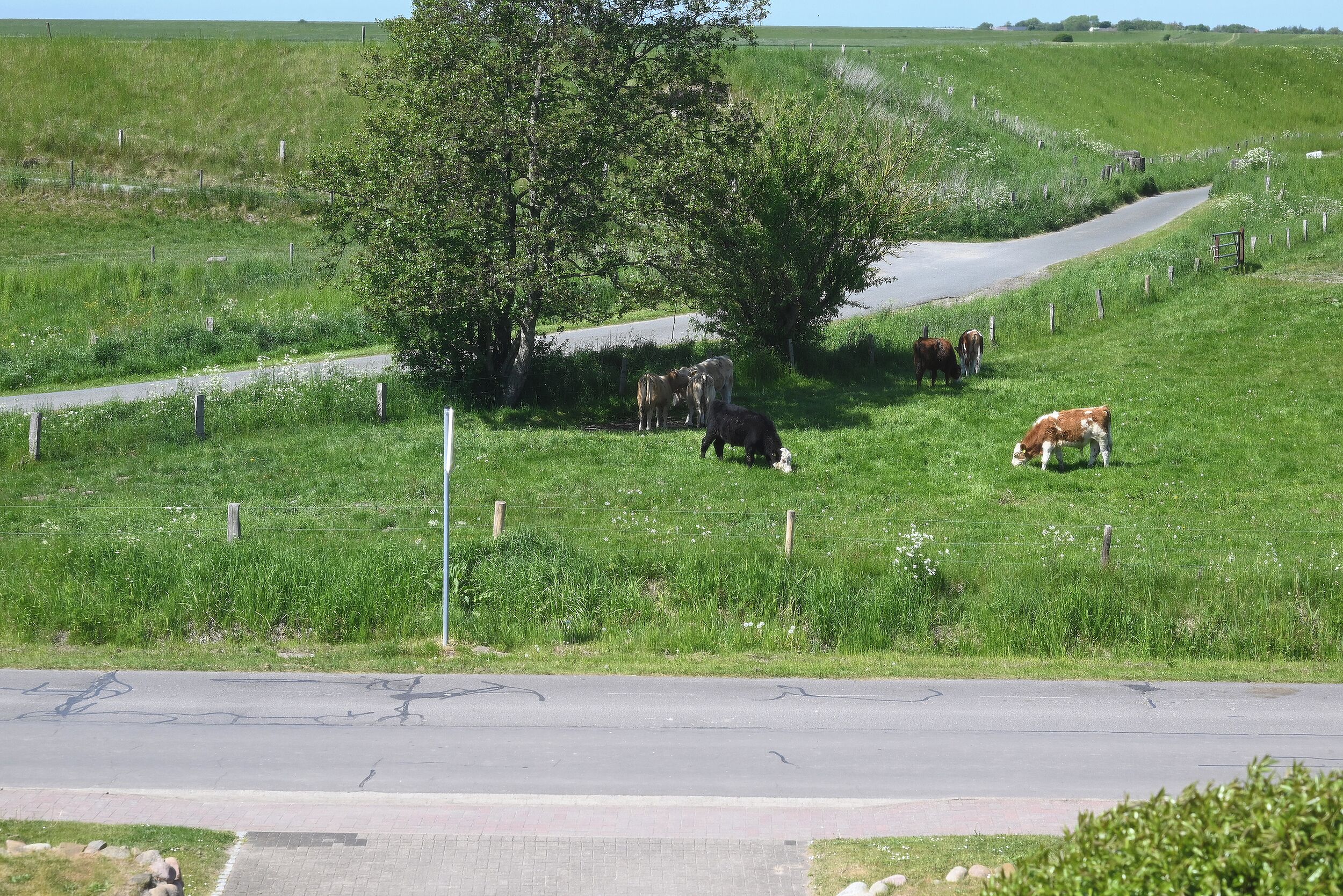 A rural landscape with a winding road, a tree, and grazing cattle.