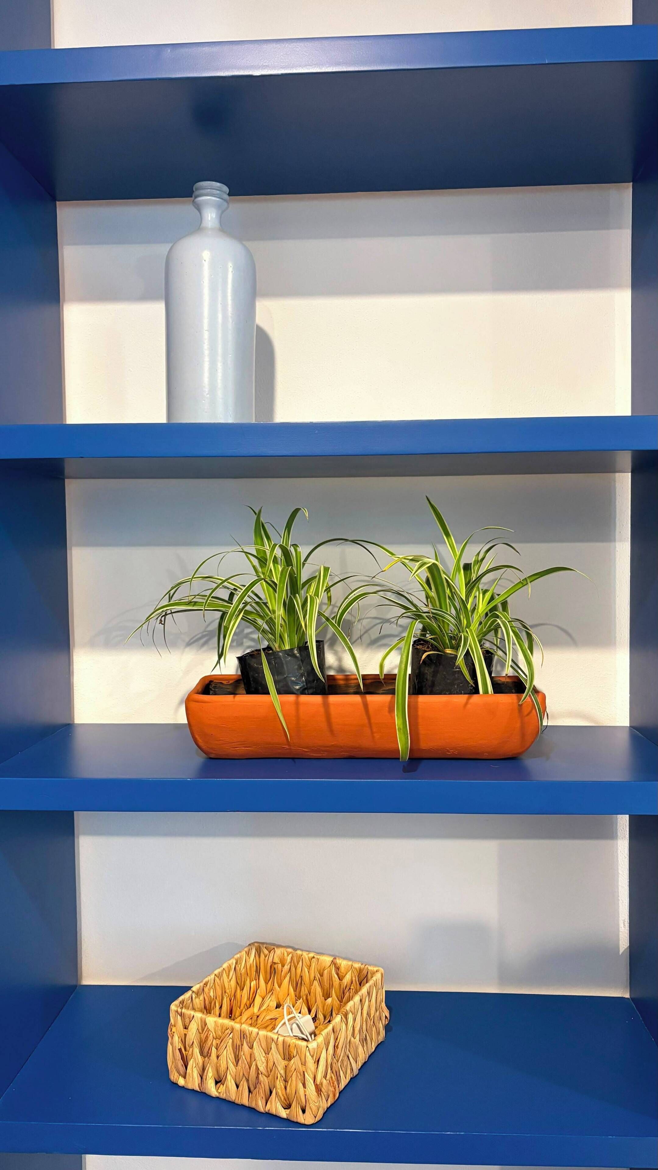 A blue shelf with a white vase, three potted plants, and a woven basket.