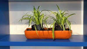 A blue shelf with a white vase, three potted plants, and a woven basket. - Casa Puerto Siete8 (Mexico City)