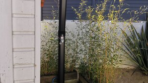 En trädgård med bambuväxter och en svart metallkonstruktion.