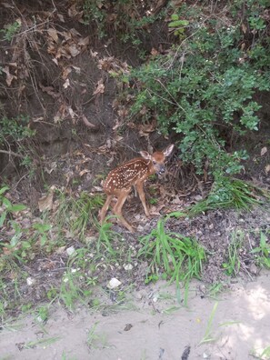 Miscellaneous - Escape the city life and relax in the piney woods of east Texas. (Groveton)