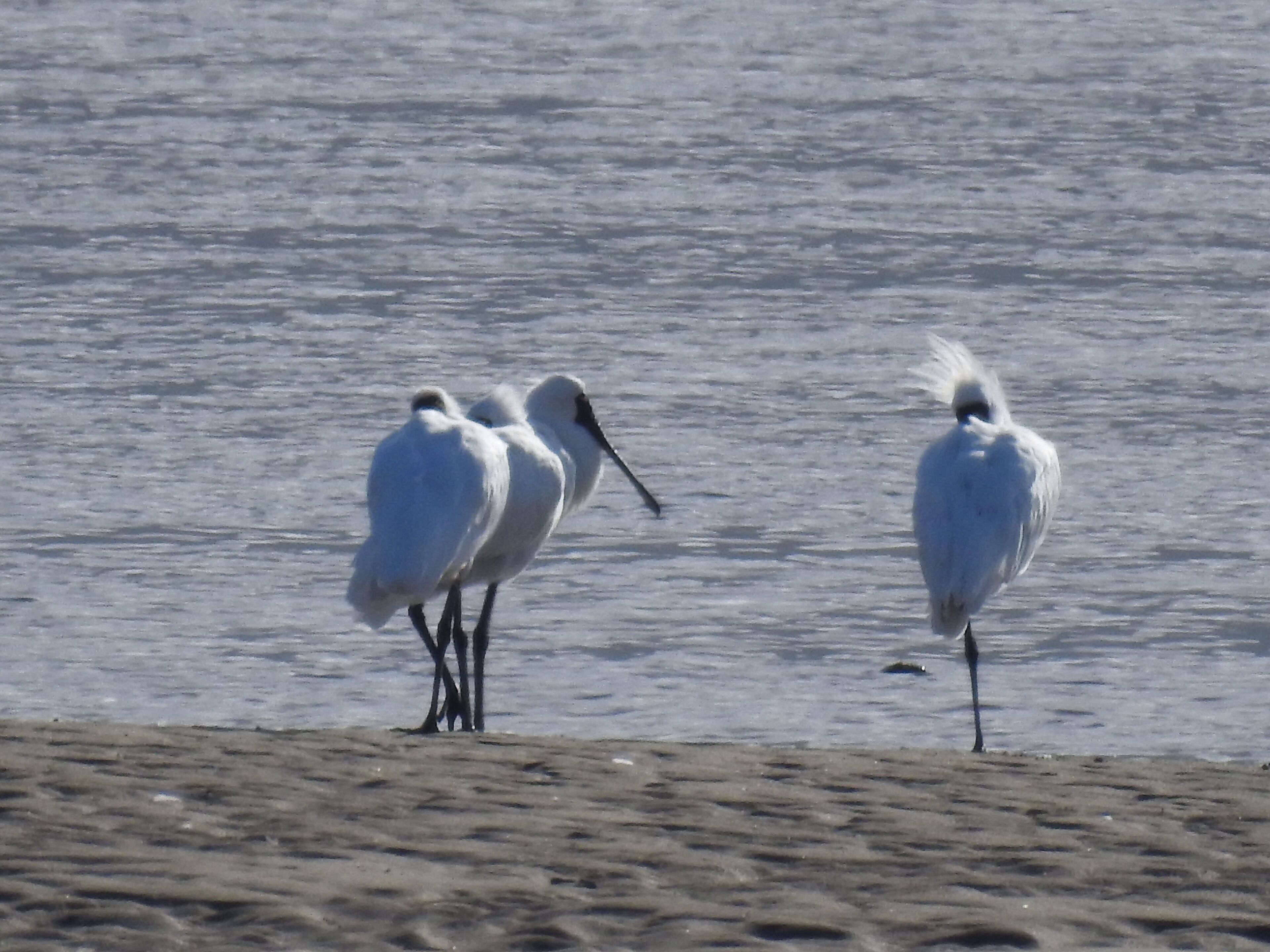 Deux oiseaux blancs se tiennent sur une plage de sable, avec l’eau en arrière-plan.