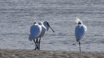 Deux oiseaux blancs se tiennent sur une plage de sable, avec l’eau en arrière-plan.