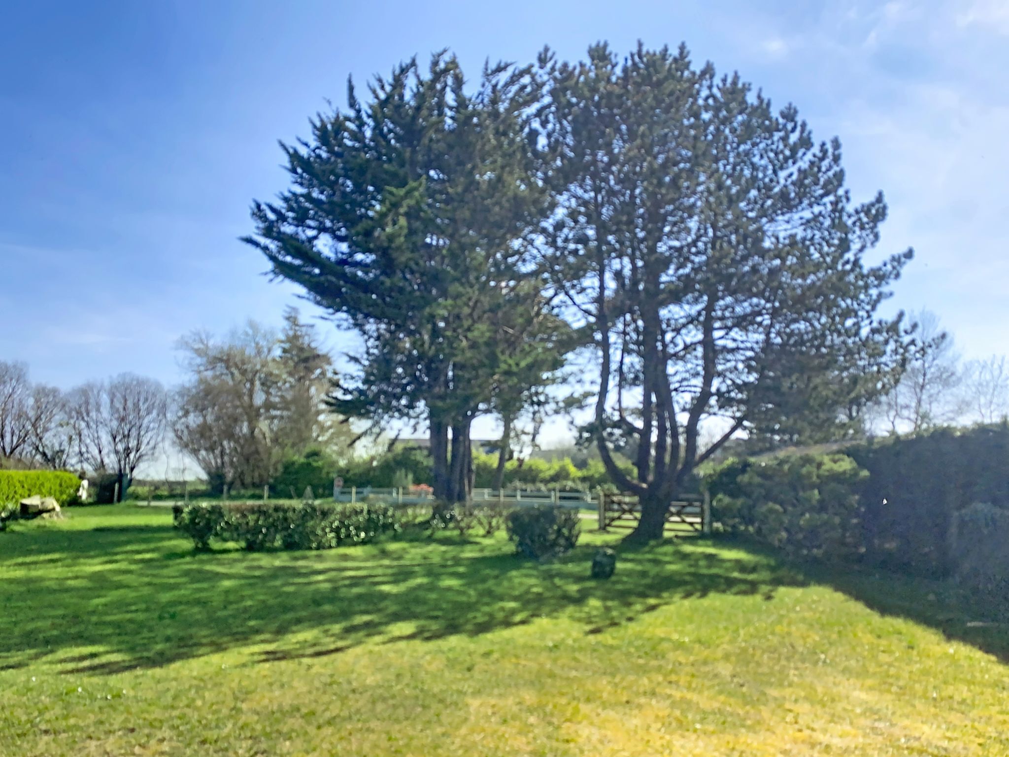 A large tree in a grassy area with a clear sky.