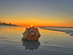 A seashell on a beach at sunset. - Charming 4-bedroom house in tranquil Sanibel with private beach access! (Sanibel)
