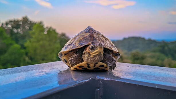 Una tortuga en una barandilla, con un cielo despejado y follaje al fondo.
