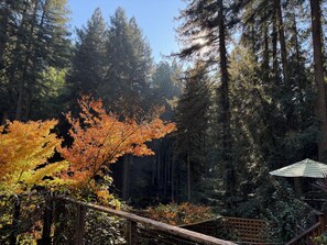 Property grounds - Redwood Treehouse with Hot Tub (Guerneville)