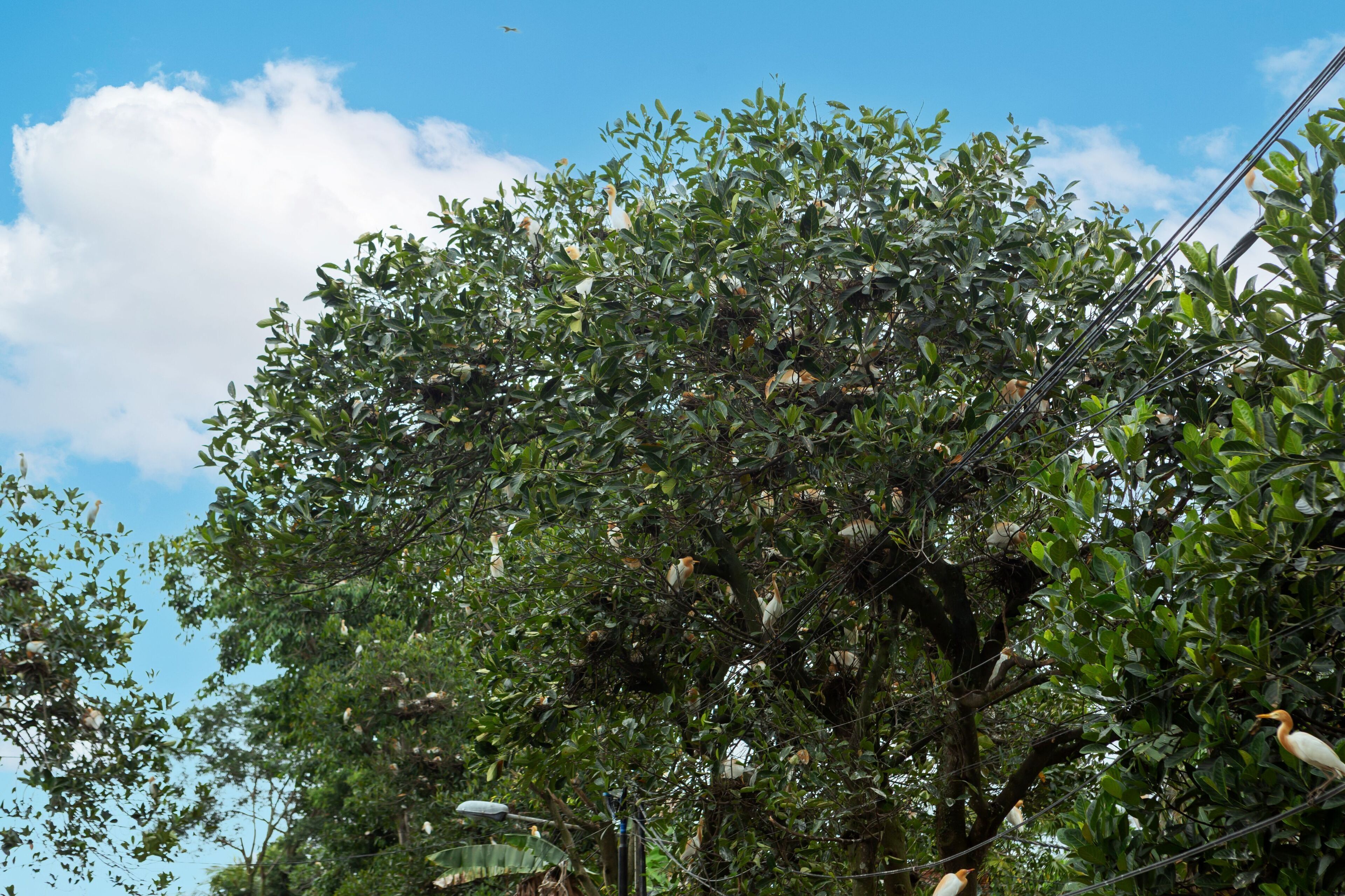 Ein Baum mit sitzenden Vögeln an den Ästen, ein klarer Himmel und Stromleitungen.