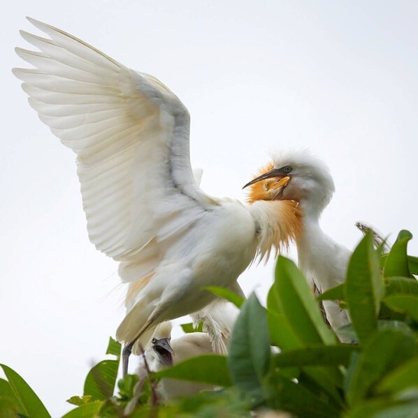 Two birds with white feathers and orange beaks perched on a branch. - Pondok Naples Ubud by Bali Cabin (Ubud)
