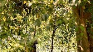 Un banc en bois doté d’une structure circulaire également en bois, qui pourrait servir de jardinière ou d’élément décoratif, le tout entouré d’une végétation luxuriante et de fougères.