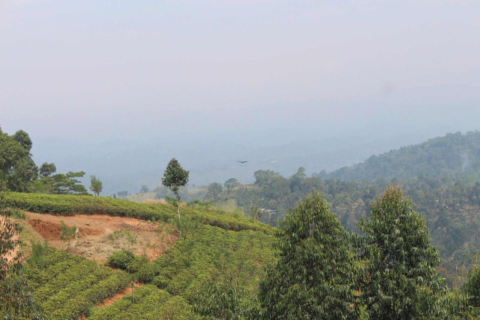 A landscape with tea plantations, a few scattered trees, and a distant airplane.