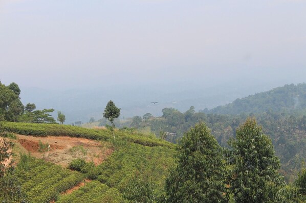 A landscape with tea plantations, a few scattered trees, and a distant airplane. - Star Bish Mount View (Lagundeniya)