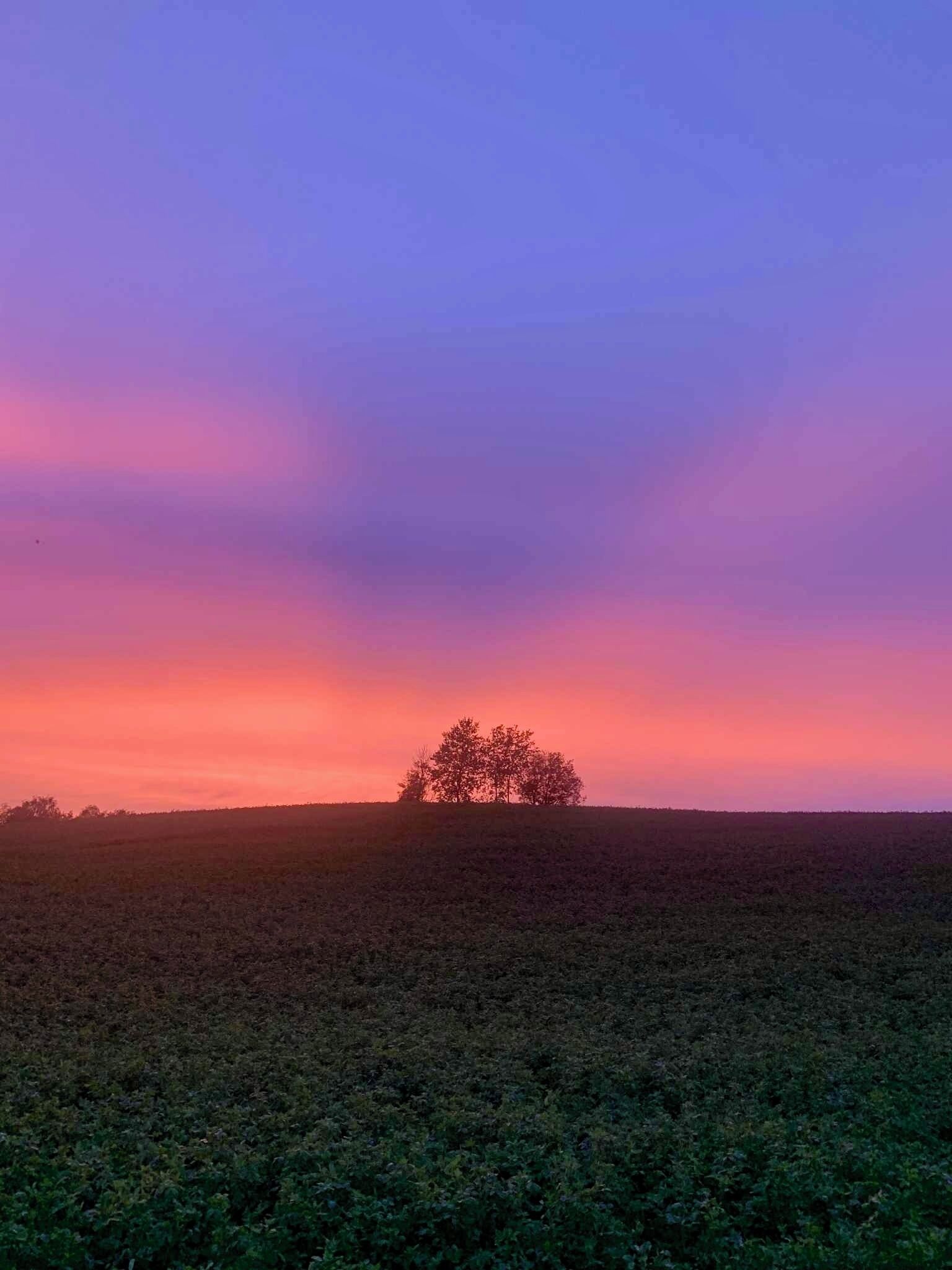 Un champ avec un seul arbre à l’horizon, sous un ciel aux couleurs vives.