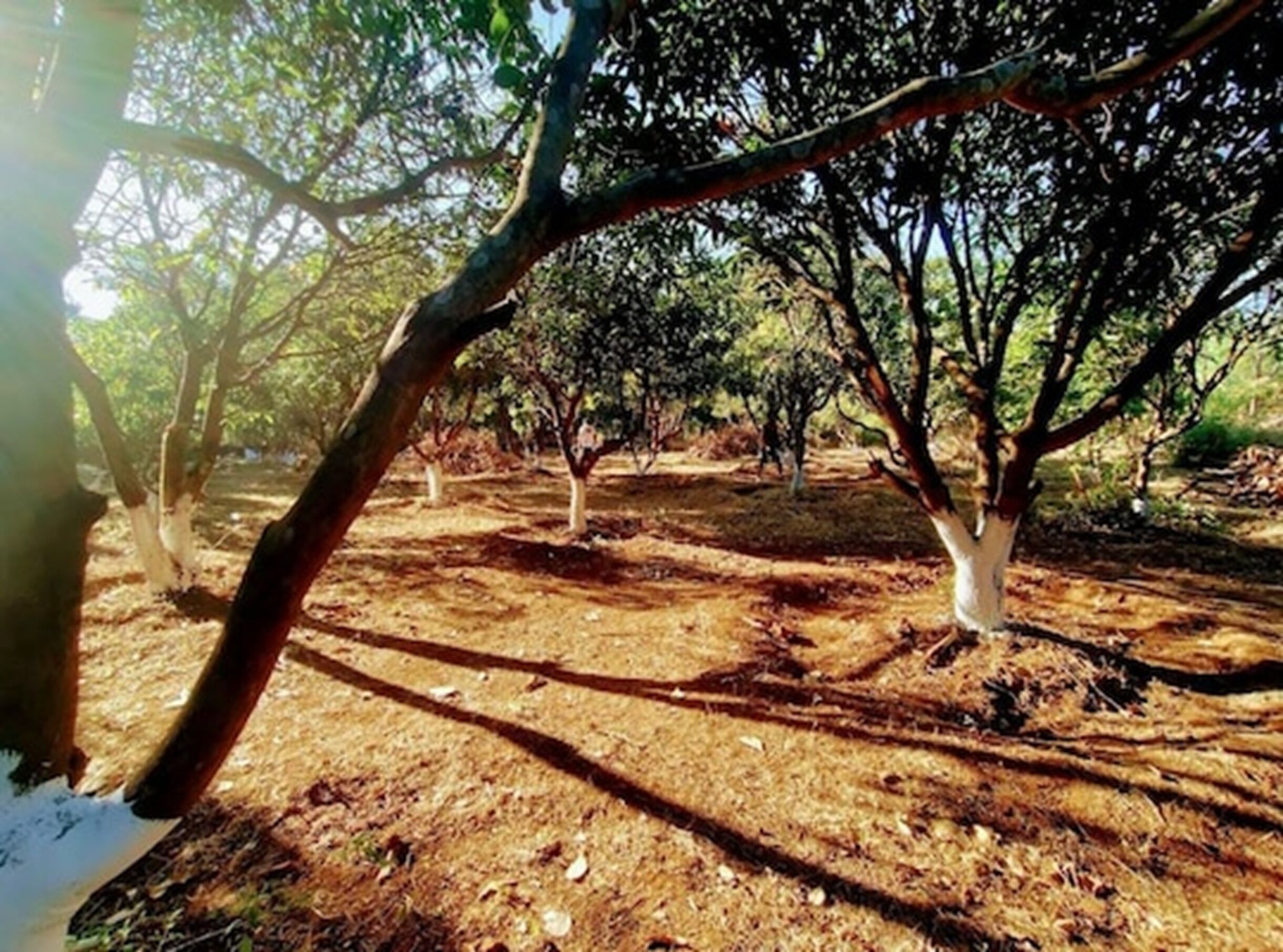 Un frutteto con alberi e un terreno ricoperto di foglie secche.