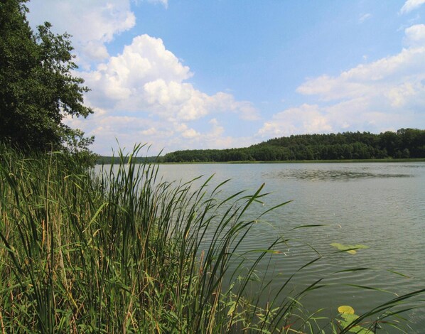 Um lago tranquilo com densos juncos em primeiro plano e uma colina arborizada ao fundo.