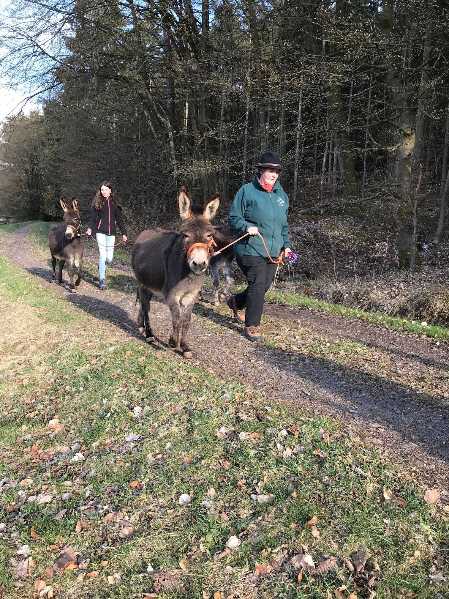 Una persona guiando a dos burros por un sendero de tierra en una zona boscosa.