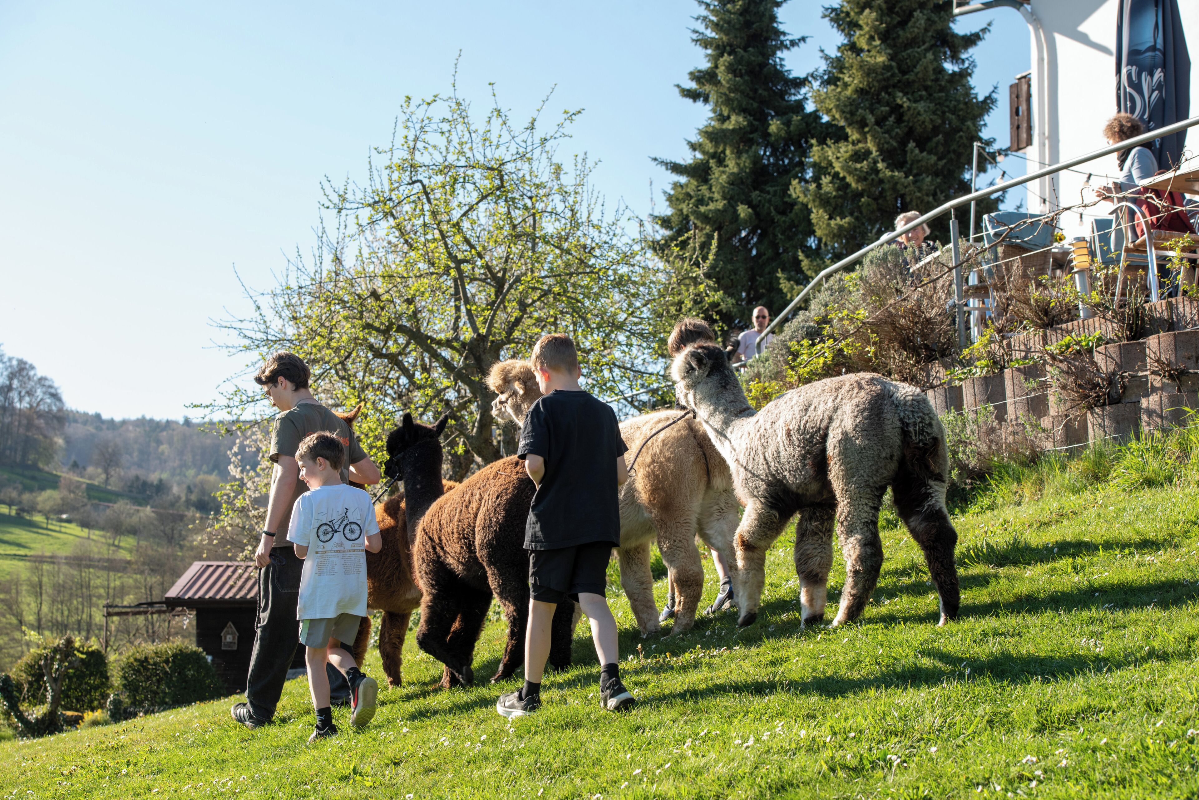 Eine Gruppe von Menschen mit Alpakas auf einer grasbewachsenen Hügelkuppe.