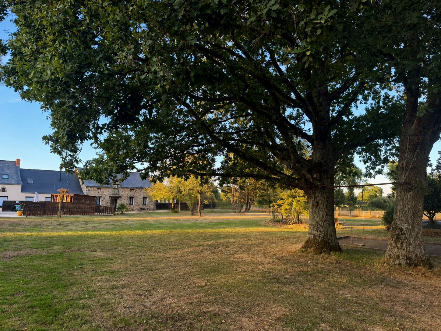 A large tree in a grassy area with a building in the background.
