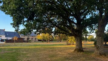 A large tree in a grassy area with a building in the background.
