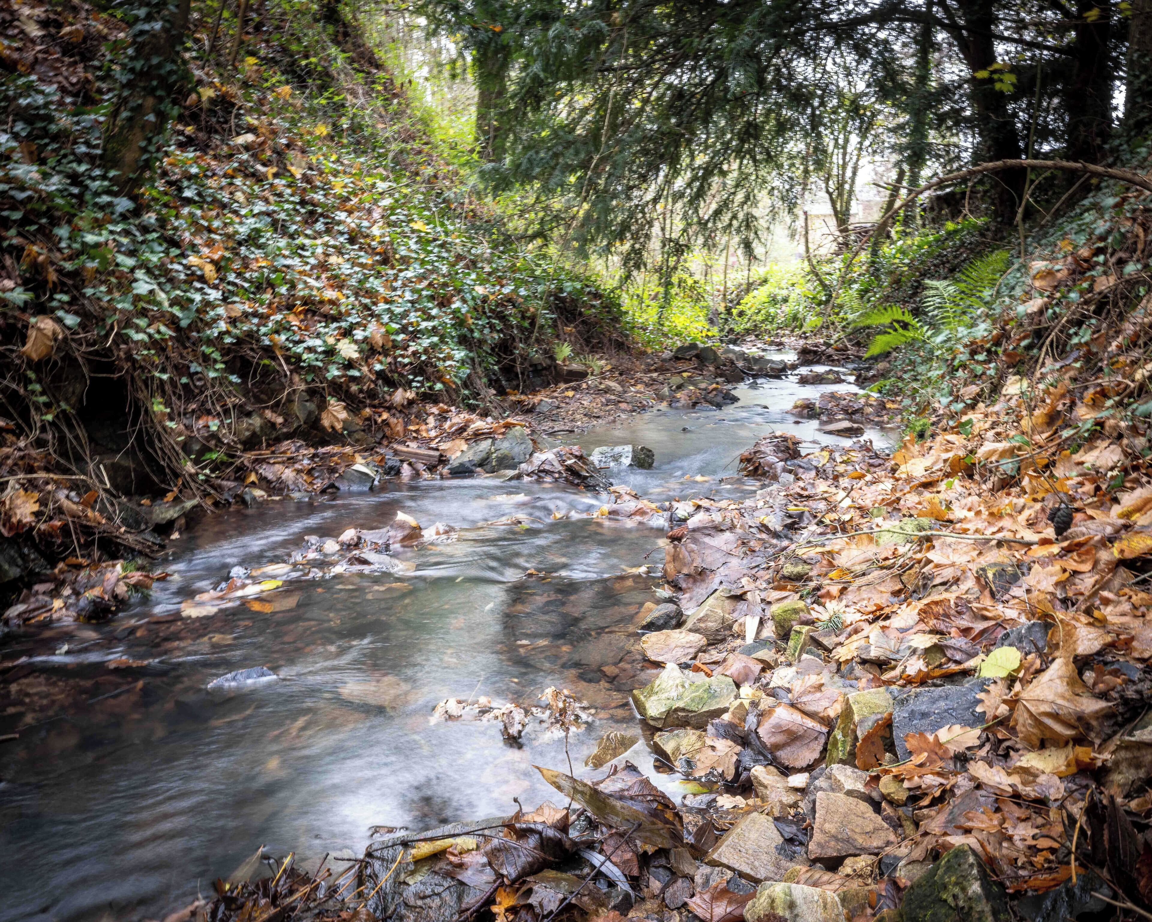 A stream flowing through a forested area with rocks and fallen leaves.