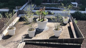 A rooftop garden with potted plants arranged in a wooden deck area. - Appartement 46m² 1 chambre, parking, proche du lac (Aix-les-Bains)