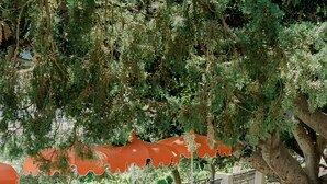 An outdoor dining area with tables and chairs, surrounded by greenery and a large tree. - Villa Helios Capri (Capri)