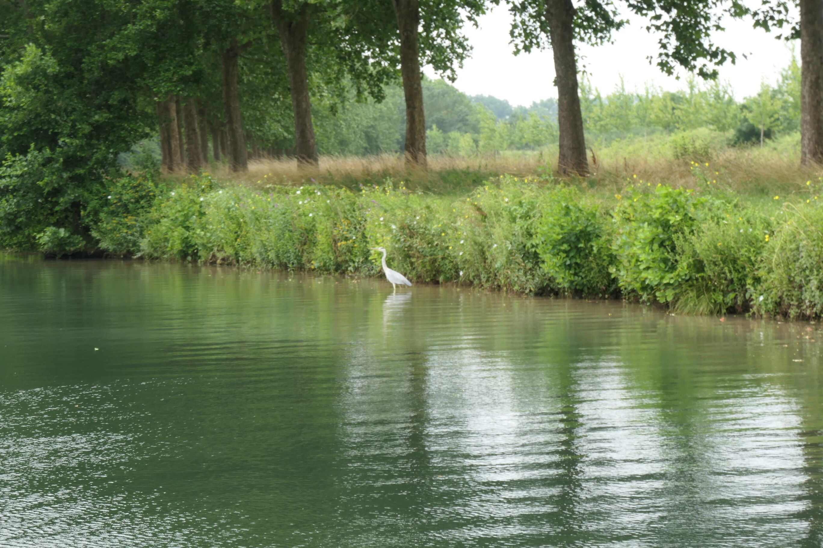 A serene river scene with a white bird standing in the water.