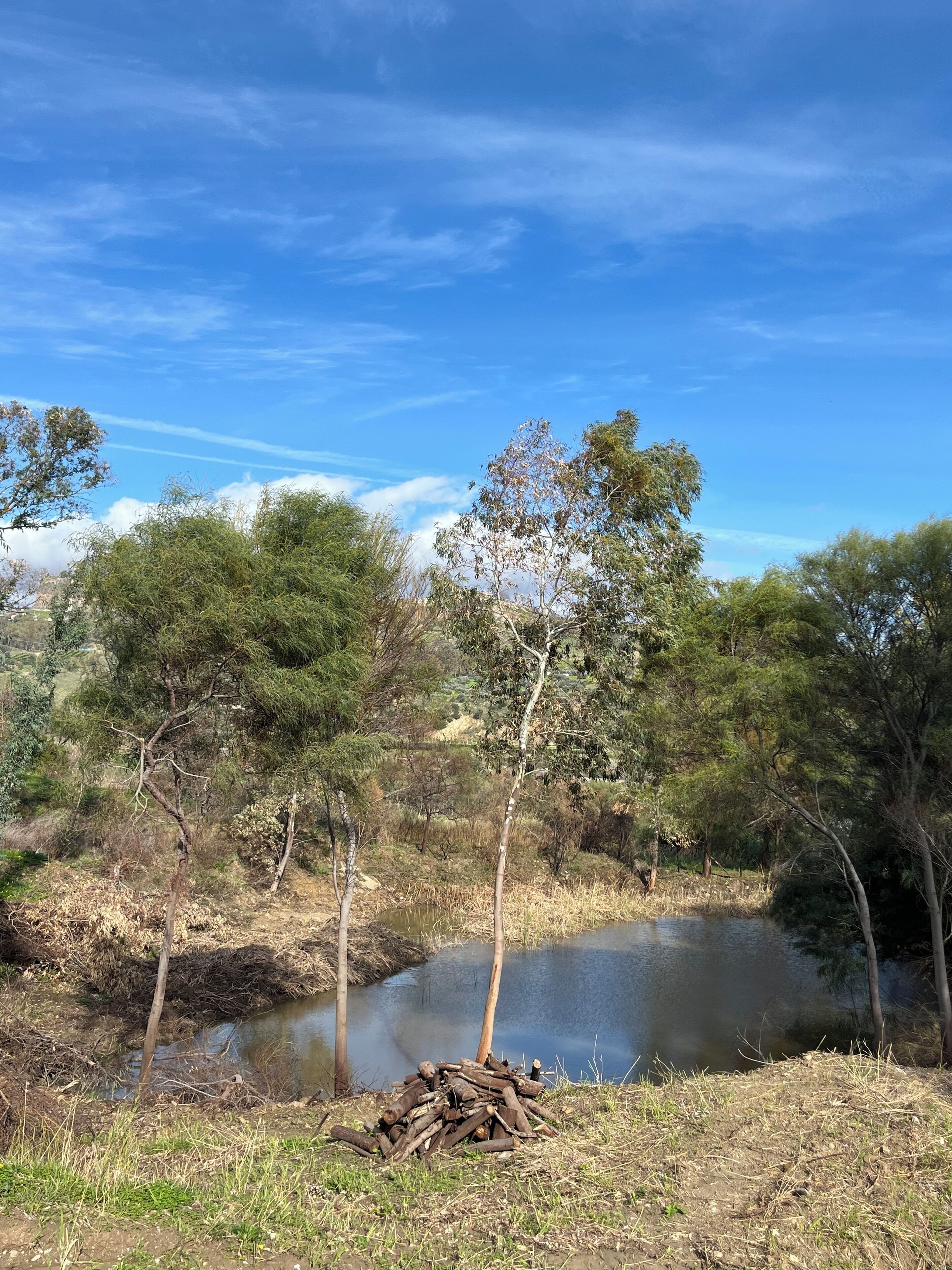 A natural landscape with a body of water, trees, and a pile of logs.