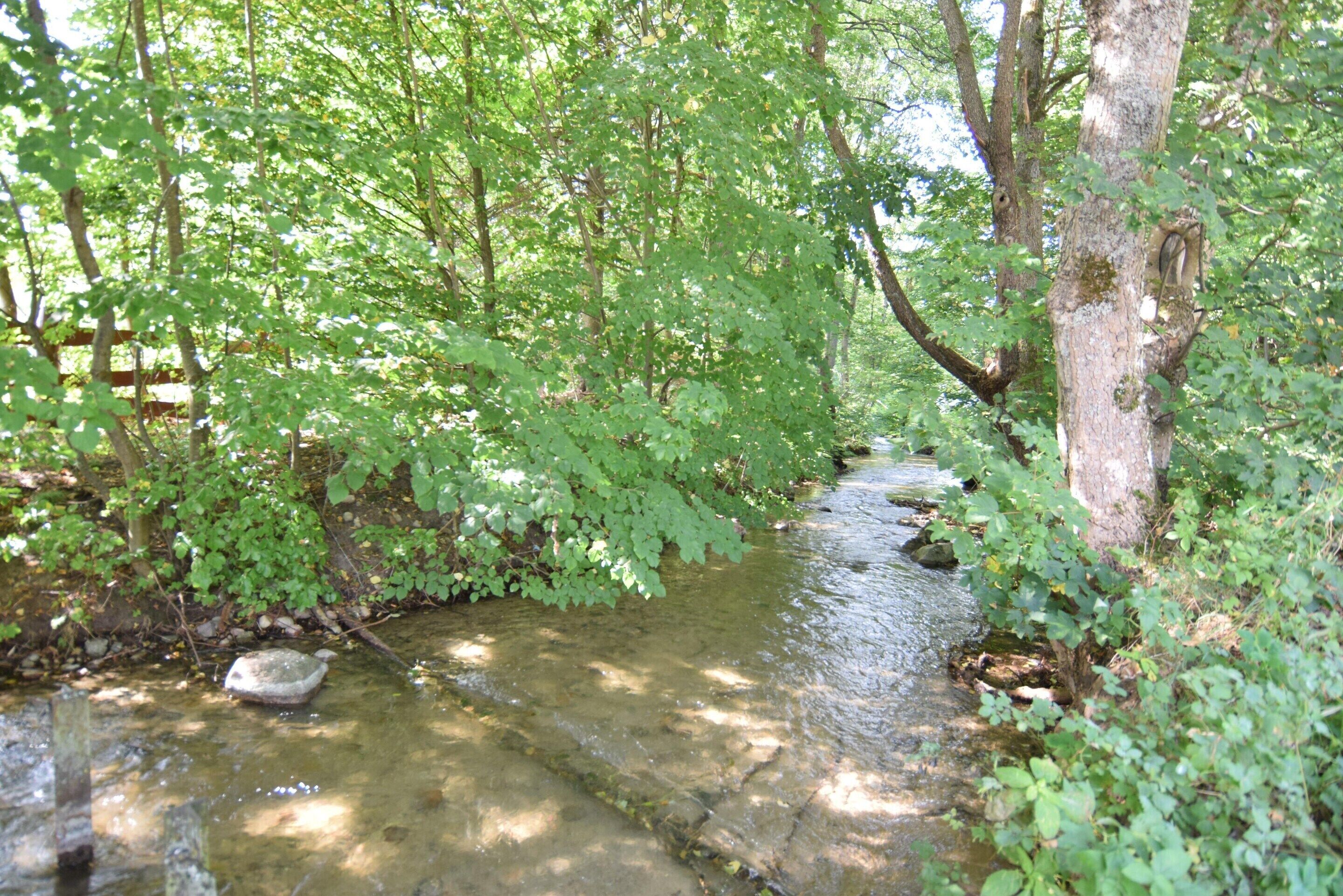 Un cours d’eau naturel bordé d’une végétation luxuriante.