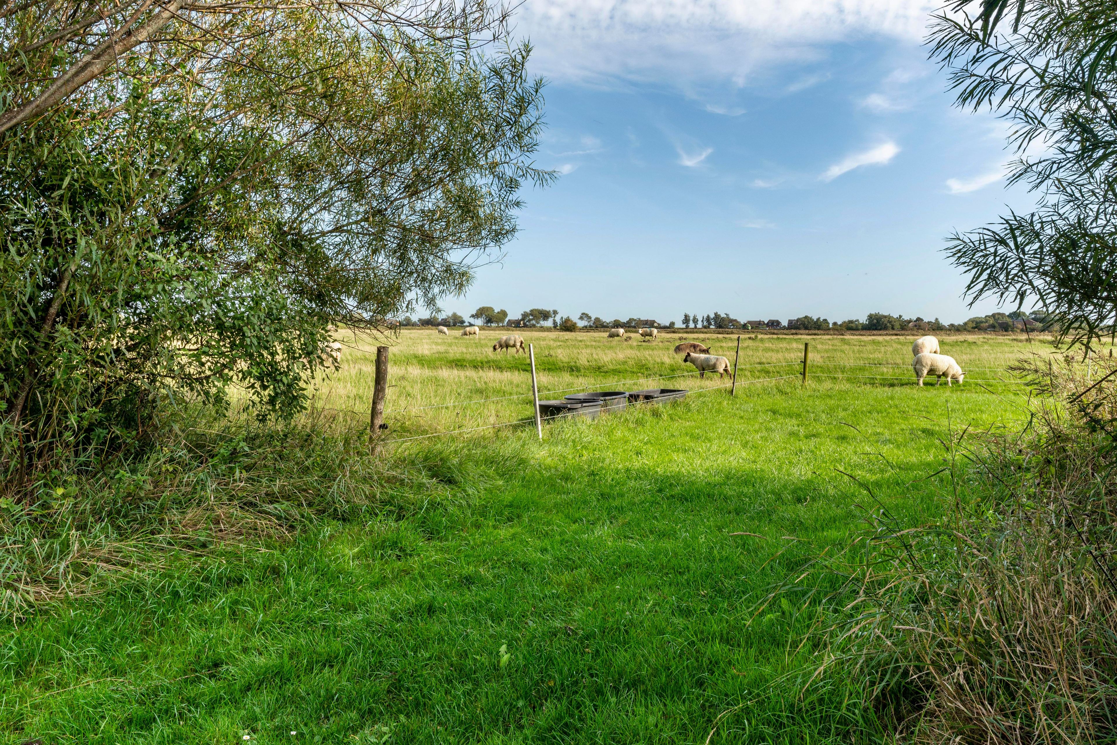 A grassy field with a fence and trees in the foreground.