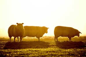 Un champ où se trouvent trois moutons, baignés par la lumière du soleil.