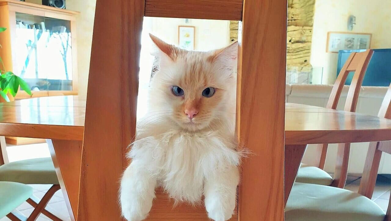 Een kat zit op een houten stoel in een kamer met een eettafel en stoelen.