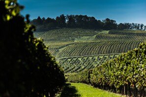 Miscellaneous - Beautiful Périgord House in the Heart of Bergerac and Monbazillac Vineyards (Lamonzie-Saint-Martin)
