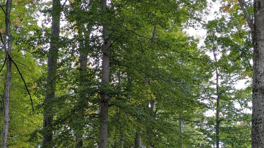 Chalet w Loft Near Sleeping Bear 2552